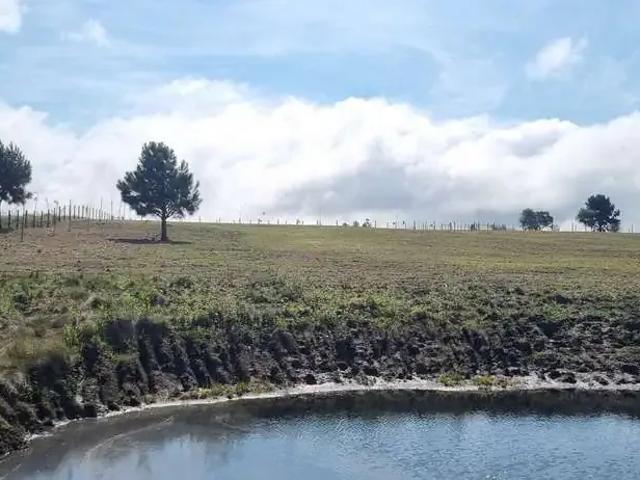 Sítio / Chácara para Venda em Balsa Nova/PR São Luiz do Purunã