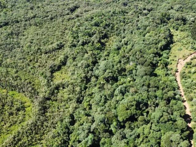 Sítio / Chácara para Venda em Balsa Nova/PR Zona Rural