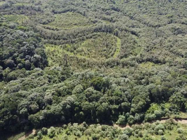 Sítio / Chácara para Venda em Balsa Nova/PR Zona Rural