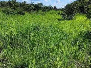 Balsas, Tocantins