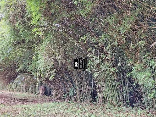 Sítio / Chácara para Venda em Barbacena/MG Área Rural de Barbacena