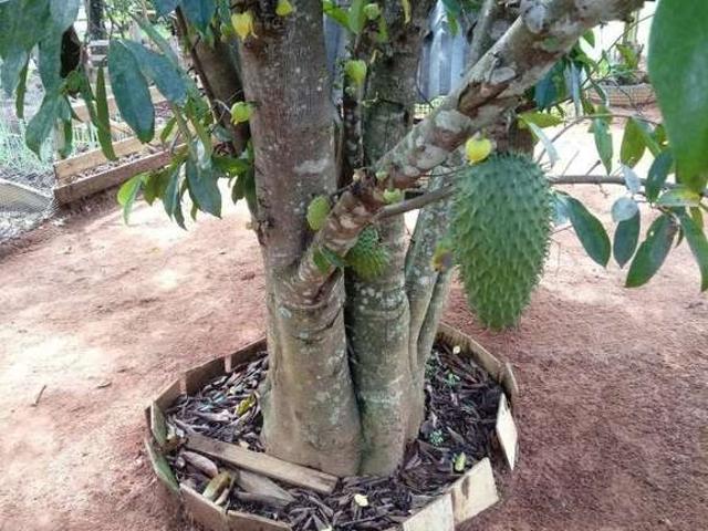 Sítio / Chácara para Venda em Bela Vista de Goiás/GO Zona Rural 2 Quartos