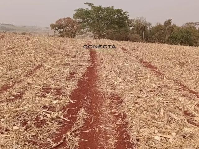 Sítio / Chácara para Venda em Bela Vista do Paraíso/PR Zona Rural