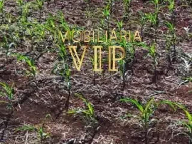 Sítio / Chácara para Venda em Bela Vista do Paraíso/PR Zona Rural 1 Quartos