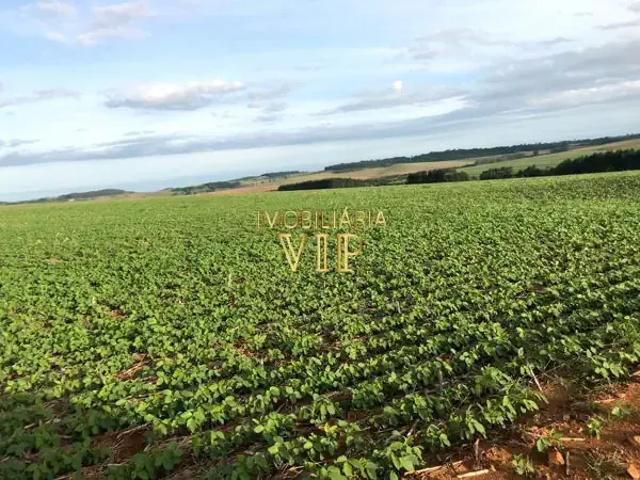 Sítio / Chácara para Venda em Bela Vista do Paraíso/PR Zona Rural 1 Quartos