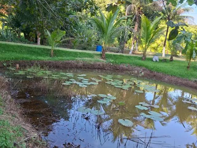 Sítio / Chácara para Venda em Belo Oriente/MG Zona Rural 1 Quartos