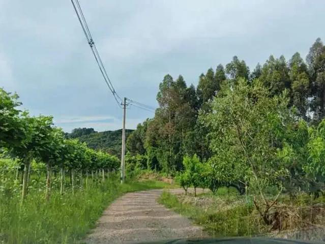 Sítio / Chácara para Venda em Bento Gonçalves/RS Barracão
