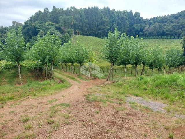 Sítio / Chácara para Venda em Bento Gonçalves/RS Vale dos Vinhedos Distrito
