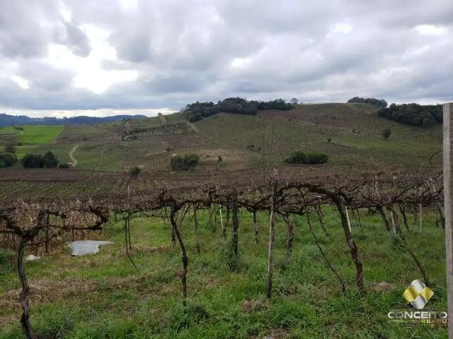 Sítio / Chácara para Venda em Bento Gonçalves/RS Vale dos Vinhedos Distrito