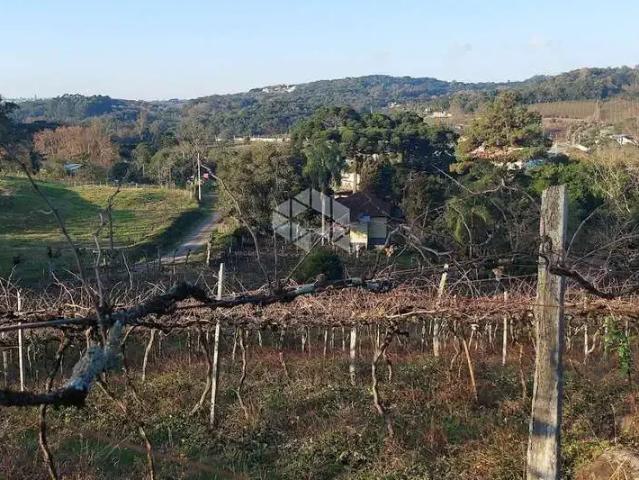 Sítio / Chácara para Venda em Bento Gonçalves/RS Vale dos Vinhedos Distrito