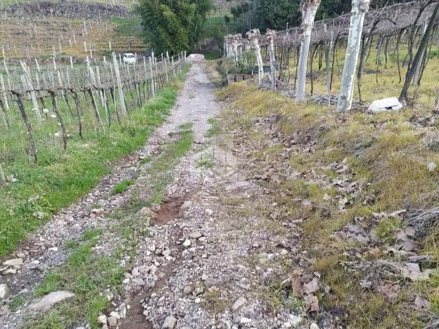 Sítio / Chácara para Venda em Bento Gonçalves/RS Vale dos Vinhedos Distrito