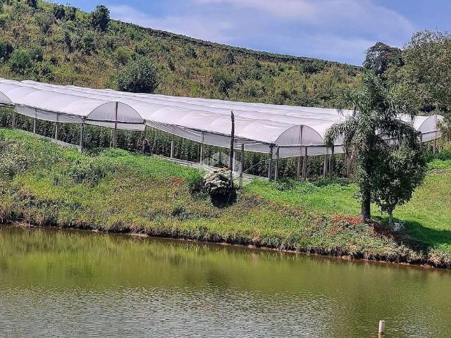 Sítio / Chácara para Venda em Bento Gonçalves/RS Zona Rural