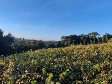 Sítio / Chácara para Venda em Bento Gonçalves/RS Zona Rural