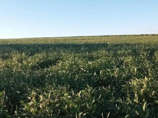 Sítio / Chácara para Venda em Birigui/SP Área Rural de Birigüi