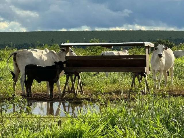 Sítio / Chácara para Venda em Brasilândia de Minas/MG Zona Rural 1 Quartos