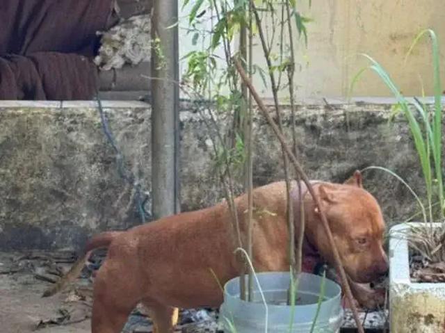 Sítio / Chácara para Venda em Brasília/DF Taguatinga Norte Taguatinga 2 Quartos
