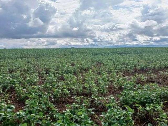 Sítio / Chácara para Venda em Brasília/DF Paranoá 2 Quartos