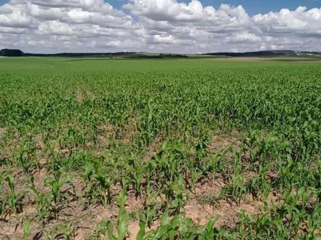 Sítio / Chácara para Venda em Buriti de Goiás/GO Área Rural de Buriti de Goiás