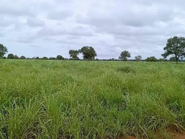 Sítio / Chácara para Venda em Buritizeiro/MG Área Rural de Buritizeiro