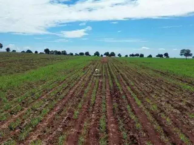 Sítio / Chácara para Venda em Gouvelândia/GO Setor Central 3 Quartos