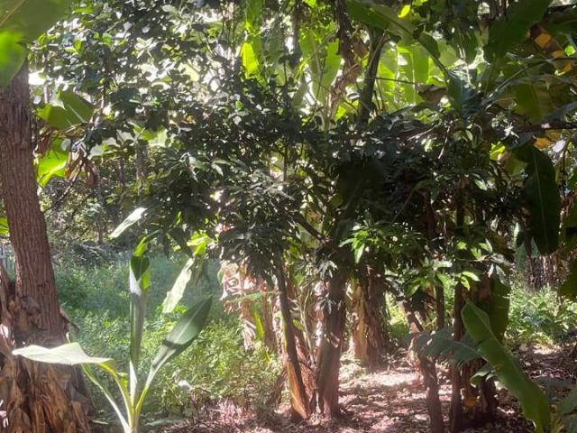 Sítio / Chácara para Venda em Goiânia/GO Jardim Novo Mundo 3 Quartos