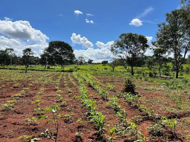 Sítio / Chácara para Venda em Goiânia/GO Parque Bom Jesus