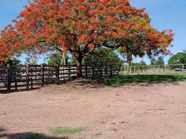 Sítio / Chácara para Venda em Goiânia/GO Setor Castelo Branco 1 Quartos