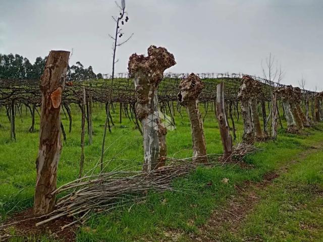 Sítio / Chácara para Venda em Garibaldi/RS Zona Rural