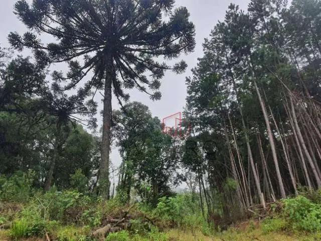 Sítio / Chácara para Venda em Gramado/RS Mato Queimado
