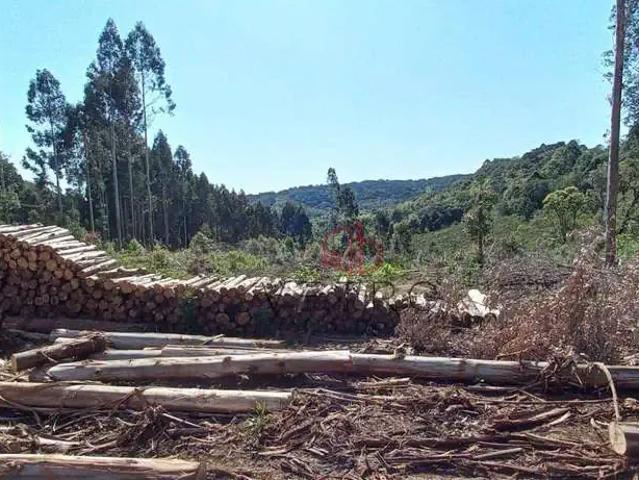Sítio / Chácara para Venda em Gramado/RS Linha Ávila