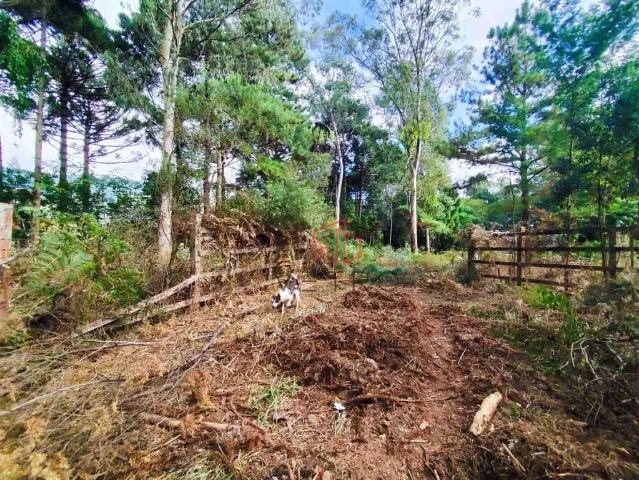 Sítio / Chácara para Venda em Gramado/RS Zona Rural