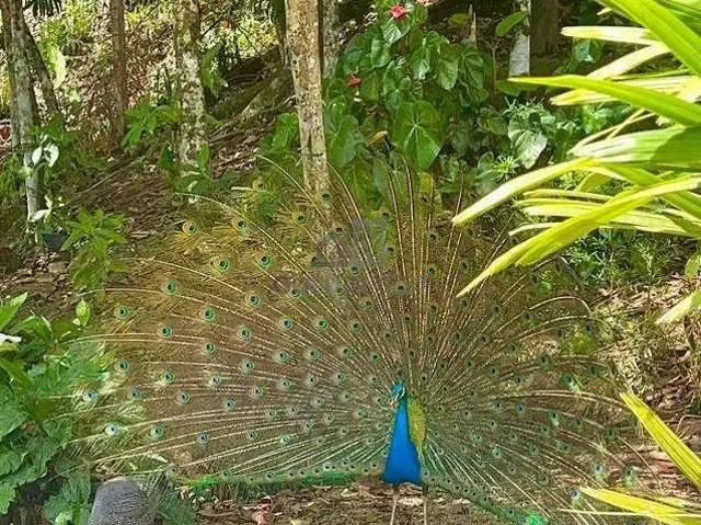 Sítio / Chácara para Venda em Guabiruba/SC São Pedro 2 Quartos