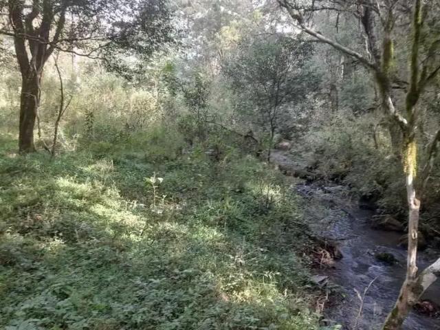Sítio / Chácara para Venda em Guarapuava/PR Guairacá