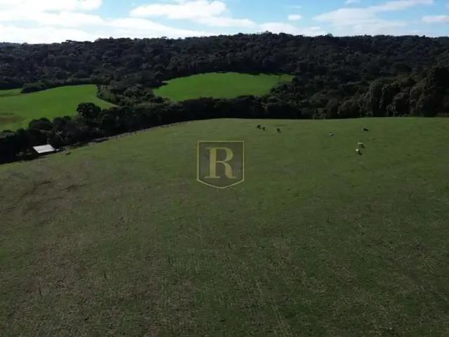 Sítio / Chácara para Venda em Guarapuava/PR Palmeirinha