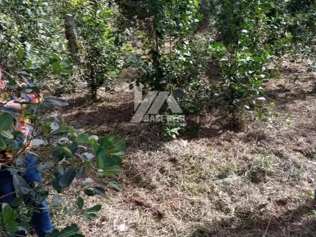 Sítio / Chácara para Venda em Guarapuava/PR Palmeirinha