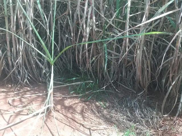 Sítio / Chácara para Venda em Gurinhatã/MG Centro