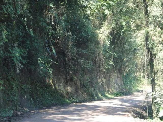 Sítio / Chácara para Venda em Doutor Pedrinho/SC Zona Rural