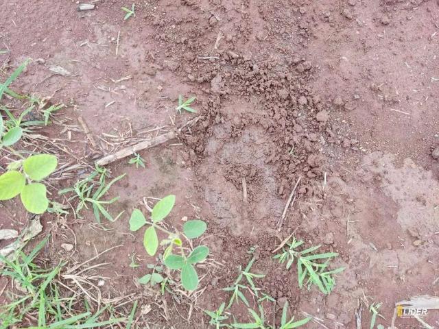 Sítio / Chácara para Venda em Doverlândia/GO Zona Rural