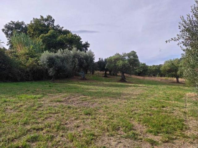 Sítio / Chácara para Venda em Diamantino/MT Zona Rural 2 Quartos