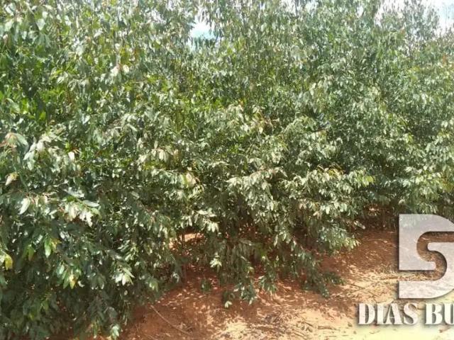 Sítio / Chácara para Venda em Duartina/SP Centro
