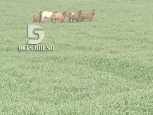 Sítio / Chácara para Venda em Duartina/SP Centro