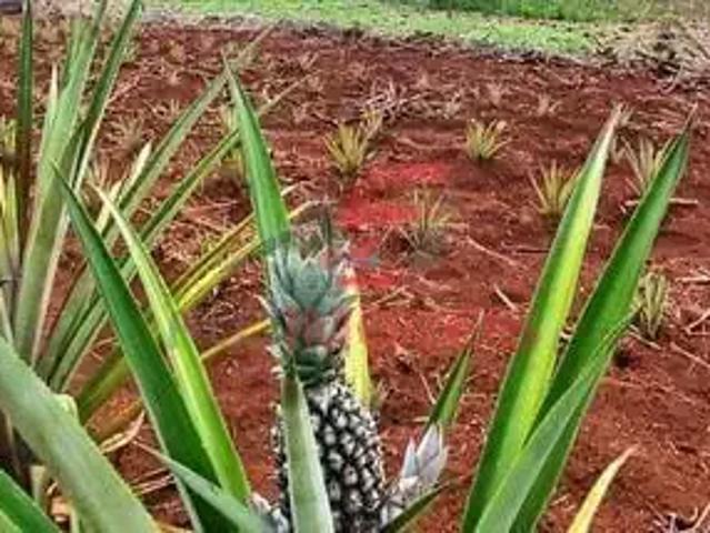 Sítio / Chácara para Venda em Engenheiro Beltrão/PR Zona Rural