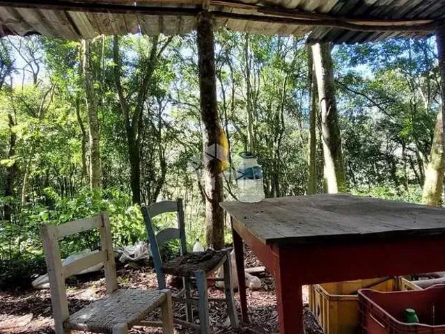 Sítio / Chácara para Venda em Farroupilha/RS Área Rural de Farroupilha