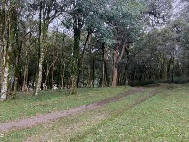 Sítio / Chácara para Venda em Farroupilha/RS Área Rural de Farroupilha 2 Quartos