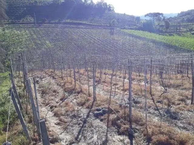 Sítio / Chácara para Venda em Farroupilha/RS Nova Vicenza
