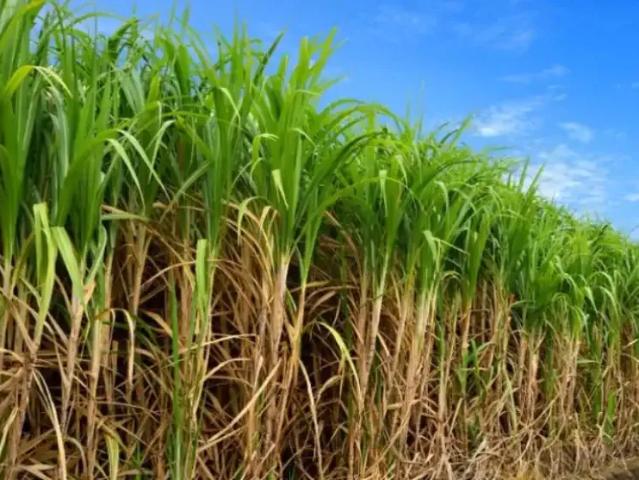 Sítio / Chácara para Venda em Floreal/SP Zona Rural