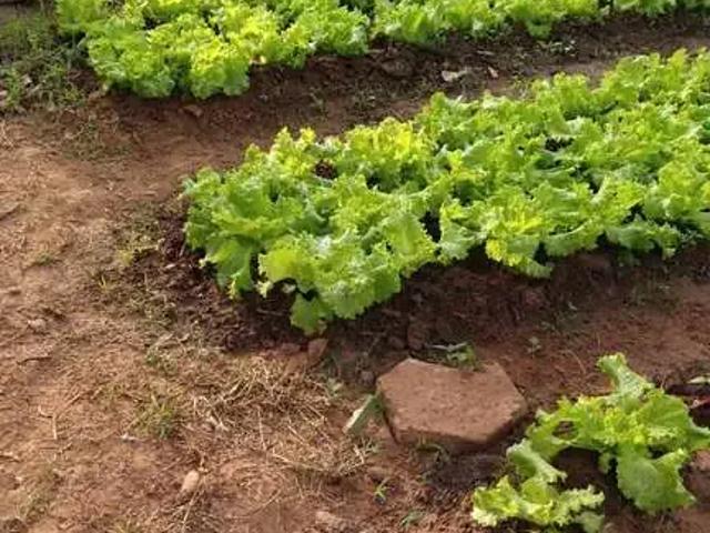 Sítio / Chácara para Venda em Hortolândia/SP Parque Ortolândia 2 Quartos