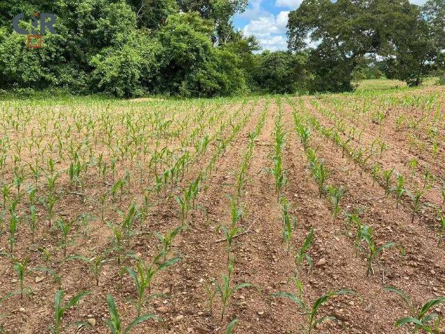 Sítio / Chácara para Venda em Hidrolândia/GO Zona Rural 2 Quartos