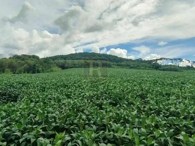 Sítio / Chácara para Venda em Inácio Martins/PR Zona Rural
