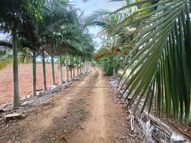 Sítio / Chácara para Venda em Ibiporã/PR Recanto Jacutinga 3 Quartos